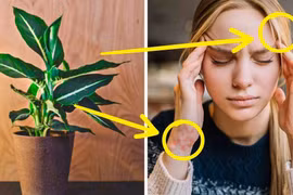 10 cây cảnh chứa độc tố hại sức khỏe, cẩn trọng khi trồng trong nhà