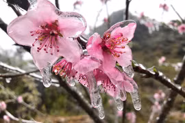 Kỳ ảo băng giá bọc kín hoa cỏ nơi đỉnh núi rét nhất Việt Nam