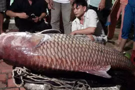 Nghề đánh bắt cá truyền đời trên dòng Cổ Chiên