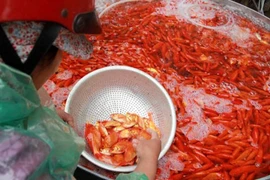 Lùng khắp miền Bắc gom 5 tấn chép đỏ: Chỉ một ngày lãi 100 triệu