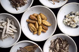 Ăn sâu tre, dế mèn ở nhà hàng hạng sang của Thái Lan 