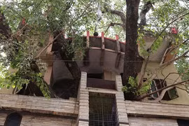 Ngôi nhà kỳ lạ xây xung quanh cây khổng lồ trăm tuổi