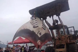 Cảnh ngư dân dùng xe xúc đất để hốt “cá quỷ” khổng lồ