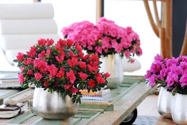 Gợi ý chọn hoa chơi Tết vừa đẹp vừa tốt cho sức khỏe 