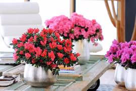 Gợi ý chọn hoa chơi Tết vừa đẹp vừa tốt cho sức khỏe 
