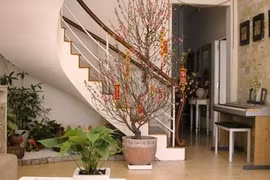 Trang trí nhà đẹp ngày Tết với những cây tài lộc