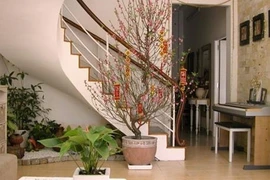 Trang trí nhà đẹp ngày Tết với những cây tài lộc