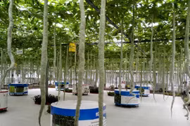 Kinh ngạc những loại rau củ kỳ quặc ở các triển lãm nông nghiệp