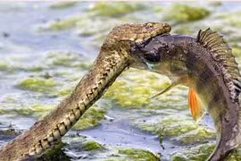 Cận cảnh rắn “phi thân” đớp cá rô tuyệt đẹp