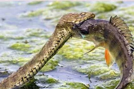 Cận cảnh rắn “phi thân” đớp cá rô tuyệt đẹp