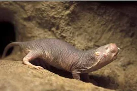 Chuột chũi châu Phi có thể miễn dịch với ung thư