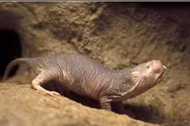 Chuột chũi châu Phi có thể miễn dịch với ung thư