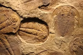 Đá cổ Trung Quốc phơi bày "ngày tận thế" nửa tỉ năm trước 