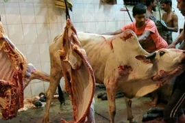 Khiếp đảm cảnh lột da bò sống làm hàng hiệu