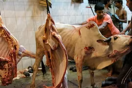 Khiếp đảm cảnh lột da bò sống làm hàng hiệu