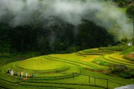 Về Mù Cang Chải 'hít hà' hương lúa, ngắm mùa vàng