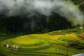 Về Mù Cang Chải 'hít hà' hương lúa, ngắm mùa vàng
