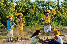 Lãng đãng mùa hoa Dã Quỳ trên cao nguyên Mộc Châu