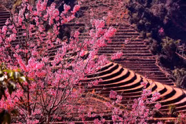 Về Yên Bái trải nghiệm lễ hội hoa Tớ dày