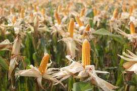 Cây trồng biến đổi gene đóng góp nổi bật cho nông nghiệp bền vững