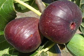 Trồng sung Mỹ, nông dân Lâm Đồng “hái ra tiền“