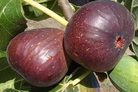 Trồng sung Mỹ, nông dân Lâm Đồng “hái ra tiền“