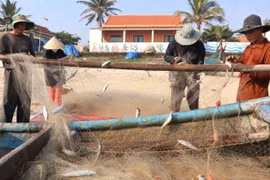 Trúng mùa cá trích, ngư dân mỏi tay gỡ “chiến lợi phẩm” 