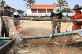 Trúng mùa cá trích, ngư dân mỏi tay gỡ “chiến lợi phẩm” 