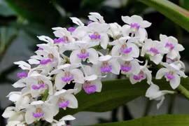 Trồng hoa lan, anh nông dân Bình Dương bán 2.000 chậu/tháng