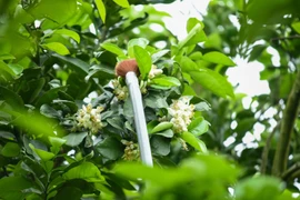 Tận mục cách nông dân thụ phấn cho giống bưởi nức tiếng Hà Thành