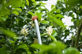 Tận mục cách nông dân thụ phấn cho giống bưởi nức tiếng Hà Thành