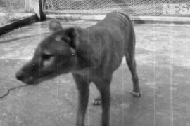 Những hình ảnh quý giá cuối cùng của loài hổ Tasmania 