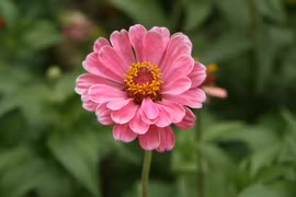 Người sinh vào 5 ngày Âm lịch này có số mệnh phượng hoàng