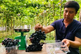 Bỏ nghề xây dựng đi làm nông, chàng thanh niên gặt hái quả ngọt