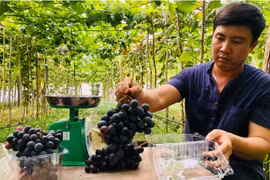 Bỏ nghề xây dựng đi làm nông, chàng thanh niên gặt hái quả ngọt