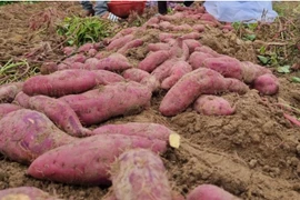 Nông dân lo lắng vì giá khoai lang rớt thê thảm
