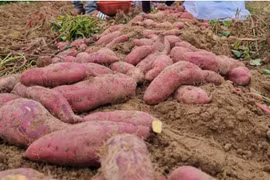 Nông dân lo lắng vì giá khoai lang rớt thê thảm