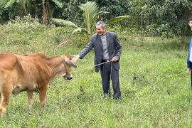 Làm mô hình lúa- cá, nuôi bò, trồng dừa, cựu binh ở Quảng Bình thu lãi 500 triệu