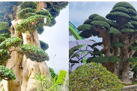 Cây duối 1000 tuổi độc nhất tại Việt Nam được trả giá 23 tỷ 