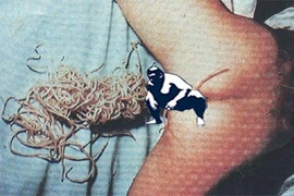 Những loài ký sinh trùng ghê tởm nhất làm tổ trong cơ thể