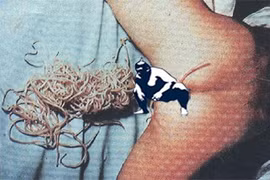 Những loài ký sinh trùng ghê tởm nhất làm tổ trong cơ thể