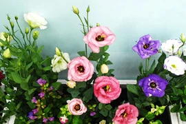 Những loại hoa cầu tài nhất định phải có trong nhà ngày Tết