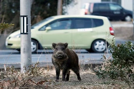 Đàn lợn rừng mang lượng phóng xạ gấp 300 lần ở Nhật