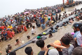Phát hiện hai cá voi chết trong vùng biển Nghệ An