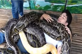 Hết hồn với kiểu massage cơ thể bằng trăn hoa