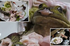 Món sashimi ếch sống chỉ nhìn thôi cũng nổi gai ốc