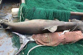 Tàu vỏ thép bắt được cá mập đầu búa nặng 3 tạ