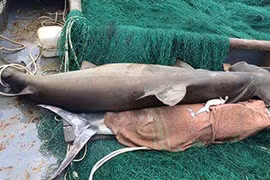 Tàu vỏ thép bắt được cá mập đầu búa nặng 3 tạ