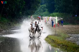 Những màn so tài gay cấn của lễ hội đua bò miền Tây