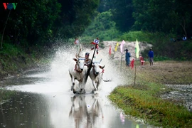 Những màn so tài gay cấn của lễ hội đua bò miền Tây